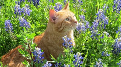 Nipper in Blue Bonnets