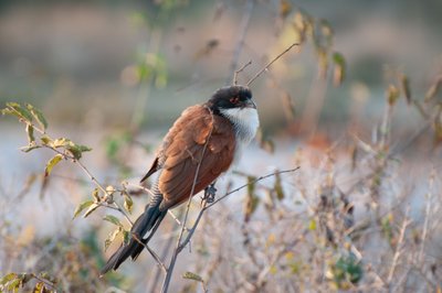 20090809094717 - White-browed Coucal in Kruger National Park
