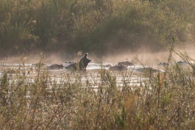 20090810002418 - Hippos in Kruger National Park