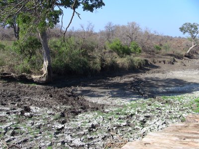 20090810024014 - Dry Riverbed with Water Lilies at Kruger National Park