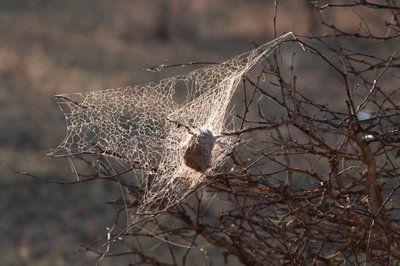 20090811000642 - Large Spider Web