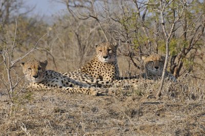 20090815005632 - Cheetah Coalition Resting on Termite Mound