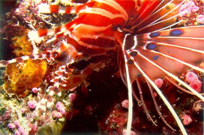 Palau 96   Lionfish