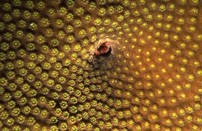 Bonaire 99   Coral Head