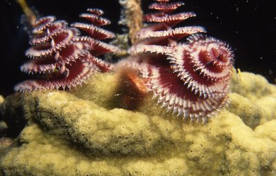 Palau   Christmas Tree Worms On Coral