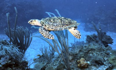 Palau   Sea Turtle 