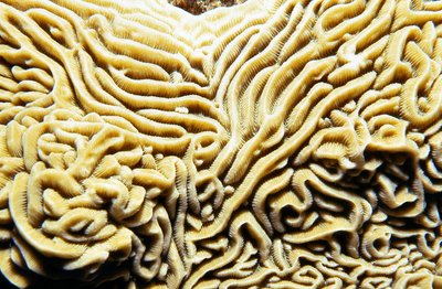 Palau   White Brain Coral