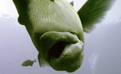 Palau   Wrase    Huh