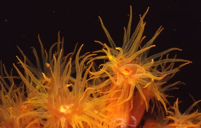 Roatan   Orange Cup Coral Flowers