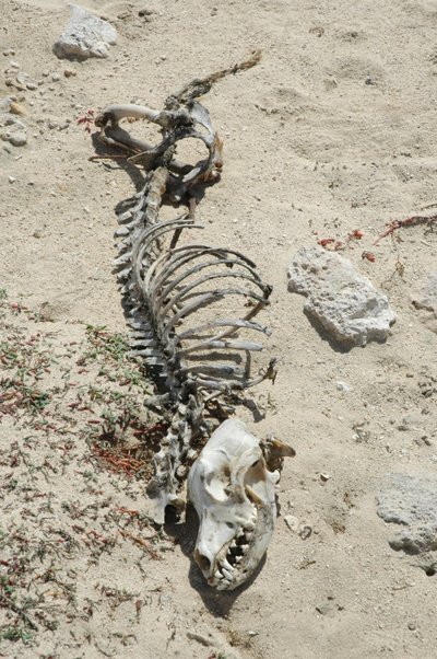 Critter Skeleton
