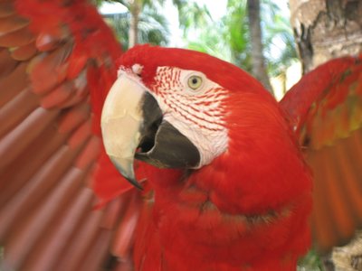 Red Toucan