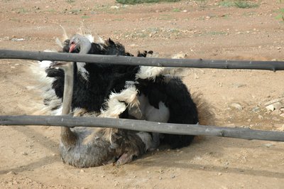 Ostriches Mating