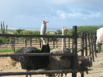 Ostrich Farm