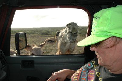 Hungrey Donkey Invades Jeep